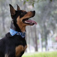 Dog Shirt Collar - Blue Paisley side view on a Black and Tan Kelpie