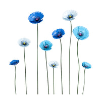 Blue Metal Poppies - 9 poppies