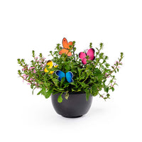 Butterflies in plant