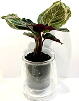 Cup of Flora - Mini Self Watering Pot - with a Calathea Medallion Plant