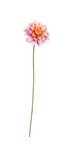 Dahlias on a metal stick. Available in pink colour. Each flower sold separately. Great for displaying in pots or in the garden.