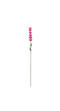 Beautiful Delphinium in Pink. These beautiful flowers will add colour and interest to your garden or pot. 6cm x 5cm x 76cm