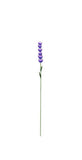 Beautiful Delphinium in Purple. These beautiful flowers will add colour and interest to your garden or pot. 6cm x 5cm x 76cm