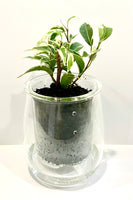 Cup of Flora - Mini Self Watering Pot - with a Ficus Benjamin’s Var plant