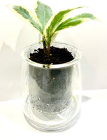 Cup of Flora - Mini Self Watering Pot - with a Ficus Elastica Tineke plant