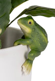 Green Frog Pot Sitter