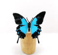 Beautiful Ulysses Butterfly ornament from Bristlebrush