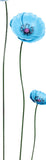LargeMetalBluePoppyinMediumBlueColour