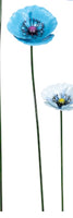 Medium Metal Blue Poppies in Medium Blue colour