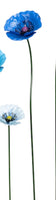 Medium Size Metal Blue Poppy in Dark Blue Colour