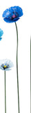 Medium Size Metal Blue Poppy in Dark Blue Colour