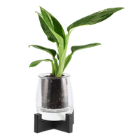 Mini Self Watering Glass Pot - comes with an outer glass Pot,and Inner glass Pot and a wick Plant long green this item pictured with a stand