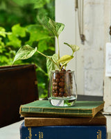 Mini Self Watering Glass Pot - comes with an outer glass Pot,and Inner glass Pot and a wick Staged