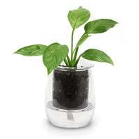 Mini Self Watering Glass Pot - comes with an outer glass Pot,and Inner glass Pot and a wick