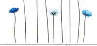 Blue Metal Poppies - Various sizes