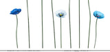 Blue Metal Poppies - Various sizes
