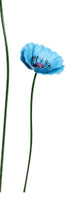 Small Metal Blue Poppy in Medium Blue Colour