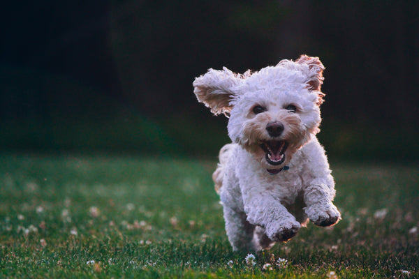 Little fluffy dog running on grass