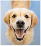A little book of Divine Dogs - By Affirmations - Picture of a very happy golden retriever