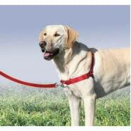 Gentle Leader Easy Walk Harness