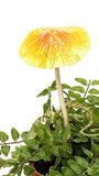  Yellow - Fun and fantastic metal mushrooms to add colour and interest to your garden. Mushroom head is spring attached to stem. Each mushroom sold separately.  Small - 9.5cm x 9.5cm x 24 cm H  Large - 14.5cm 14.5 cm x 36 H