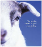 Little book of Baby Wonder - By Affirmations - page reads - You are the creator of you own destiny.