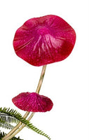 Colourful Fairy Mushrooms Mixed