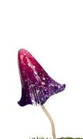 Colourful Fairy Mushrooms Mixed