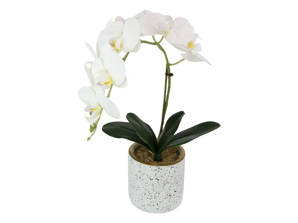 Beautiful White orchard with a single spray of flowers in a Speckled pot. 42cm