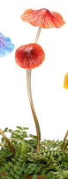 Red Double headed spring mushrooms great for brightening pots or garden