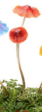 Red Double headed spring mushrooms great for brightening pots or garden