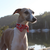 dog Shirt Collar - Red Paisley as seen on a Whippet