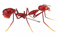 Large red ant. May be stood in the garden or on under a pergola, or hung on the wall to make a statement.  29 x 22 x 13cm 