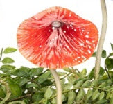 Red  Fun and fantastic metal mushrooms to add colour and interest to your garden. Mushroom head is spring attached to stem. Each mushroom sold separately.  Small - 9.5cm x 9.5cm x 24 cm H  Large - 14.5cm 14.5 cm x 36 H