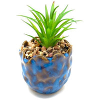 Succulent Plants