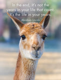 Twigseeds - 24 Affirmation Cards - Llama Nirvana