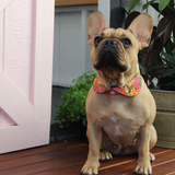 Dog Blouse Collar - Autumn Flowers - viewed on a French Bulldog