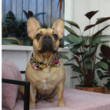 Rose and Hubble Dog Collar shown on a French Bulldog
