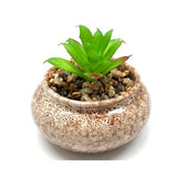 Succulent Plants