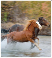Little book of Heavenly Horses - By Affirmations - Photo of 2 horses running through water