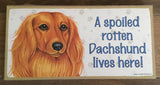 Sign with an image: A spoiled rotten Dachshund lives here! (Long haired)
