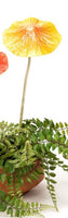 Yellow - Large - Fun and fantastic metal mushrooms to add colour and interest to your garden. Mushroom head is spring attached to stem. Each mushroom sold separately.  Small - 9.5cm x 9.5cm x 24 cm H  Large - 14.5cm 14.5 cm x 36 H