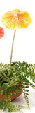 Yellow - Large - Fun and fantastic metal mushrooms to add colour and interest to your garden. Mushroom head is spring attached to stem. Each mushroom sold separately.  Small - 9.5cm x 9.5cm x 24 cm H  Large - 14.5cm 14.5 cm x 36 H