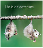 Little book of Baby Wonder - by Affirmation - pages reads Life is an adventure