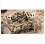 Little book of Meerkat Magic - By Affirmations - Page reads: Seize every moment. Photo of 7 meerkats clasping to each other in a line