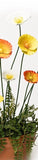 Stake Poppy sunset colours