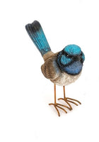 Fairy Wren Male Blue Standing  with feet.