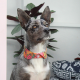 Dog Blouse Collar - Autumn Flowers on a Kelpie