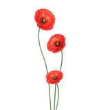 Coloured Poppies in Red