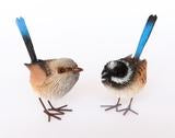 Bristlebrush Blue Wren - Male Female pair